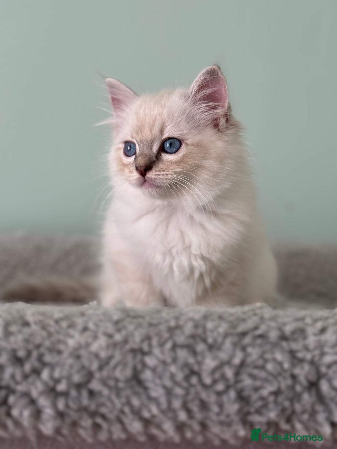 Ragdoll cats for sale: Super Affectionate Ragdoll Kittens Fife Reg - Image 15