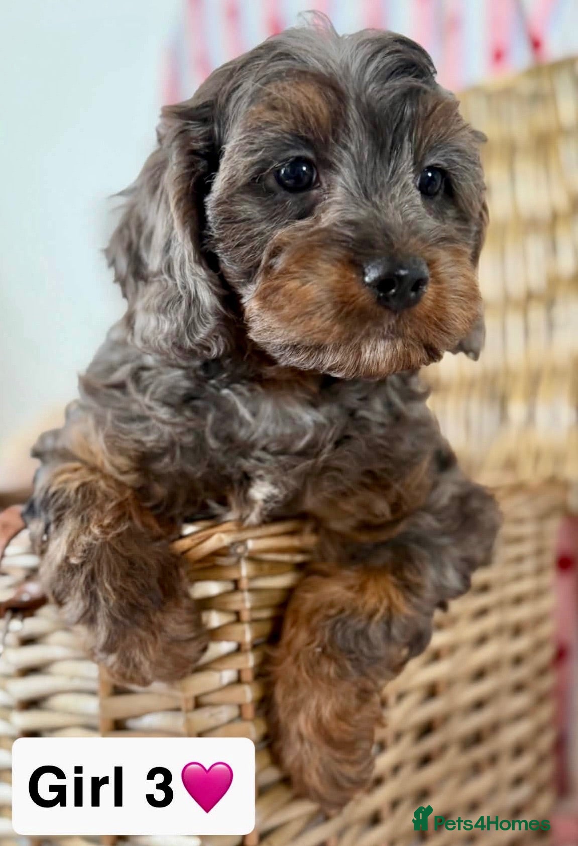 Cavapoo dogs Stunning quality cavapoo pups - Advert 1
