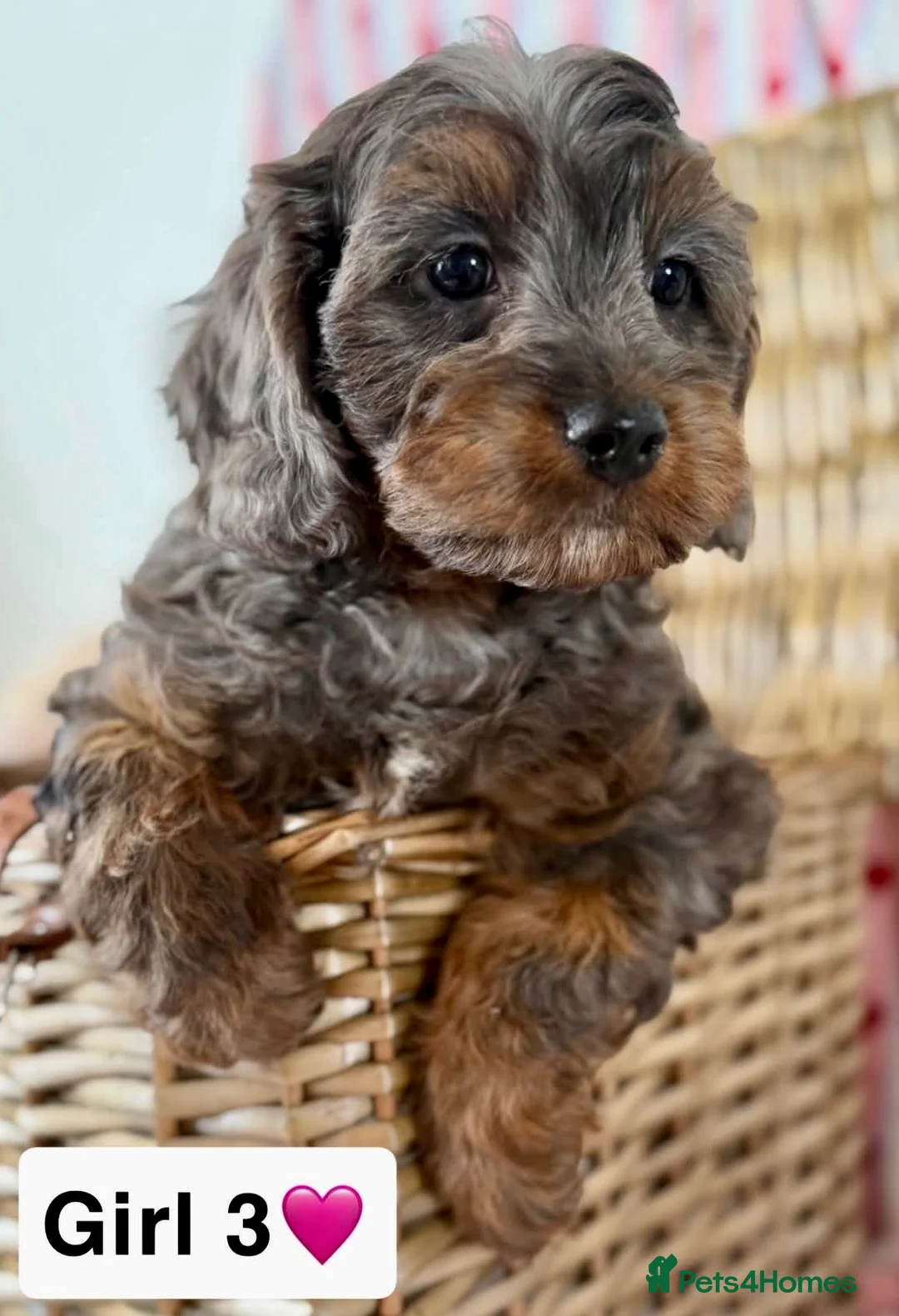 Cavapoo dogs for sale: Stunning quality cavapoo pups - Advert 1