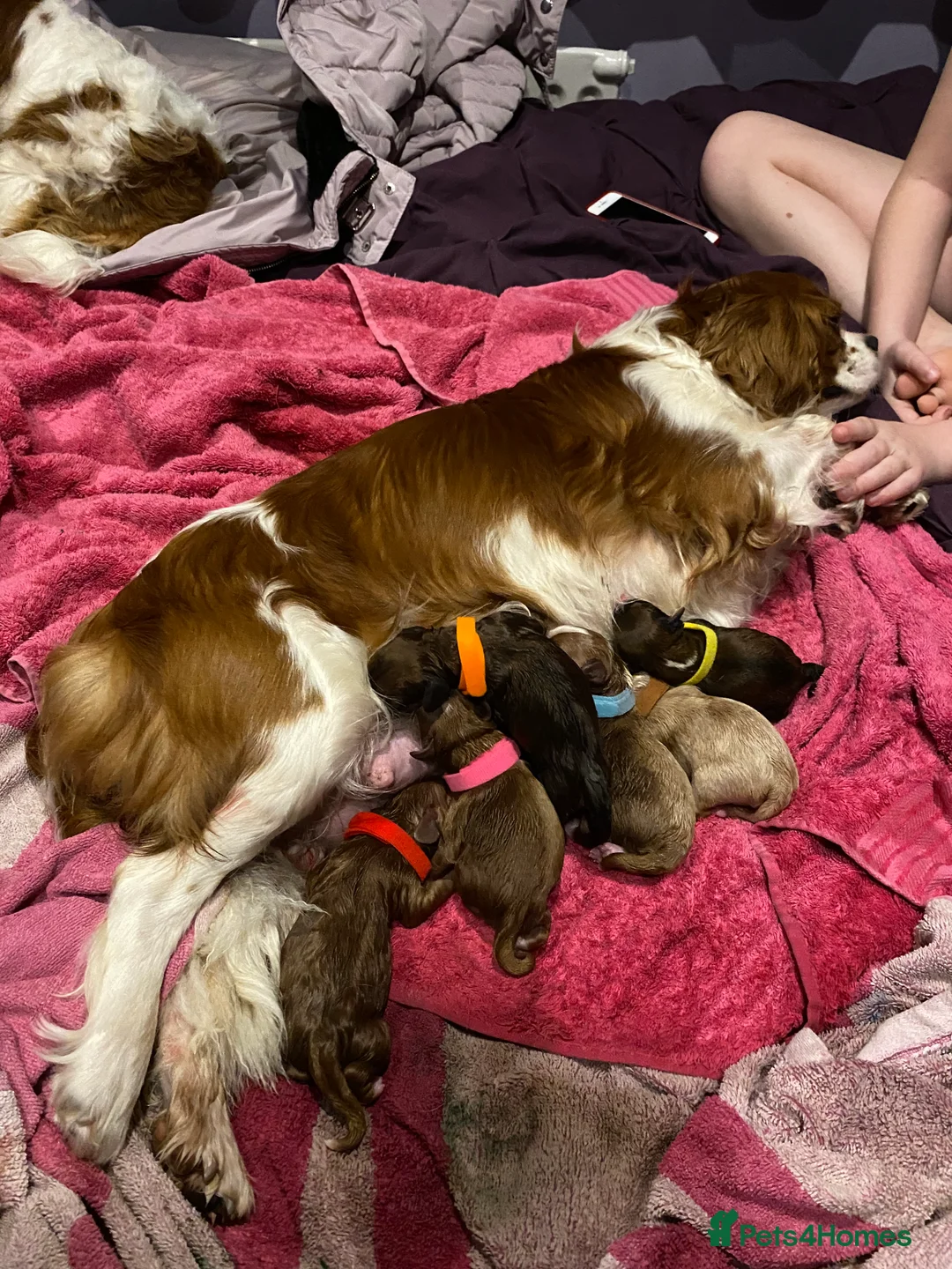 Poodle dogs for stud: 🏆PROVEN🏆sable miniature poodle health tested in Havant - Advert 14