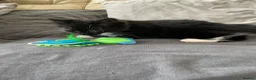 Mixed Breed cats for sale: 4 friendly loving kittens for sale  - Advert 2