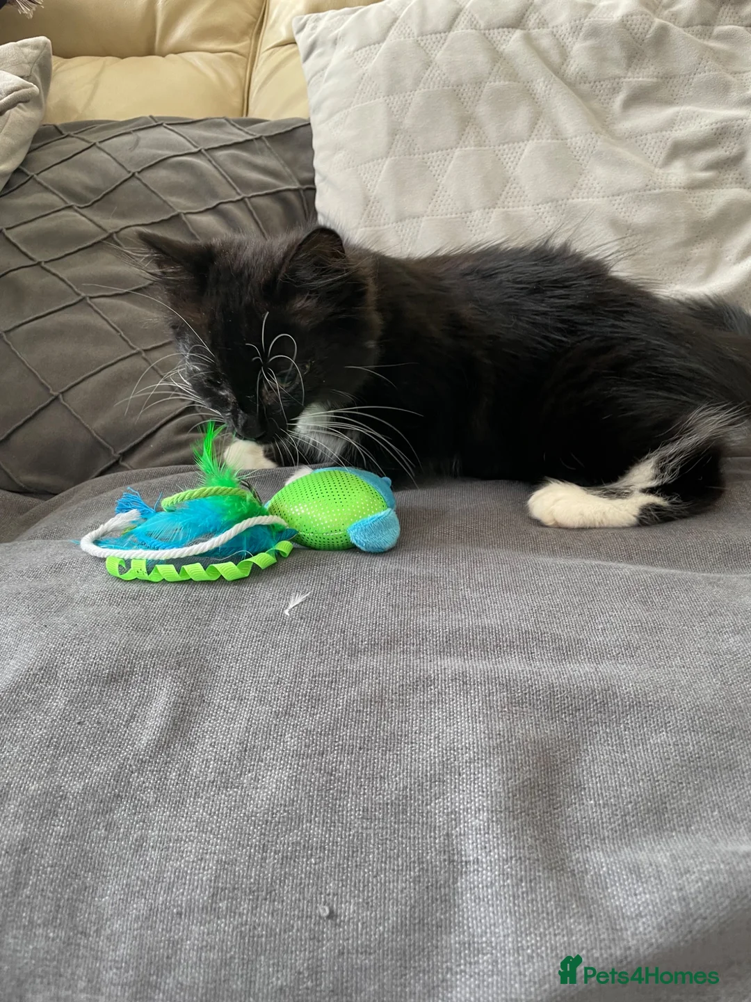 Mixed Breed cats for sale: 4 friendly loving kittens for sale  - Advert 2