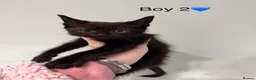 Mixed Breed cats for sale: Mainecoon X kittens  - Advert 3