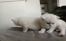 Scottish Fold cats for sale: Scottish straight boy and girl - Image 7