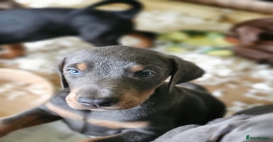 Dobermann dogs - Advert 12