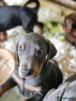Dobermann dogs - Advert 1