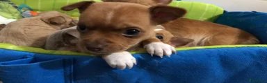 Chihuahua Puppy 3