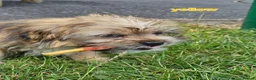 Shorkie dogs for sale: Beautiful F2 Shorkie Girls,Puppy Culture Raised, in Armagh - Advert 26