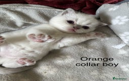 British Shorthair cats for sale: GGCF British shorthair Blue colourpoint kittens  - Image 7