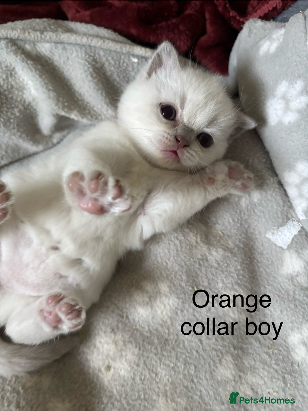 British Shorthair cats for sale: GGCF British shorthair Blue colourpoint kittens  - Image 7
