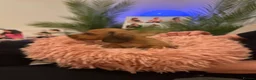 Miniature Dachshund dogs for sale: Miniature Dachshunds - Advert 17