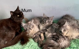 Maine Coon cats for sale: TICA Maine coon kittens polydactyl neutered - Image 9