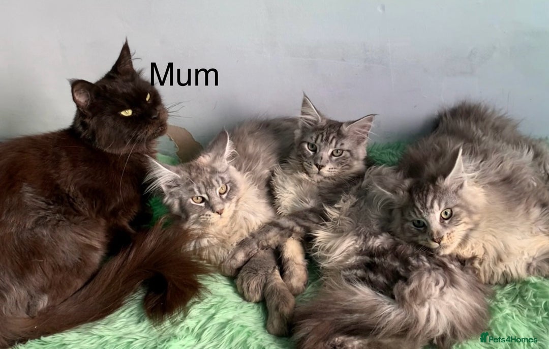 Maine Coon cats for sale: TICA Maine coon kittens polydactyl neutered - Image 9