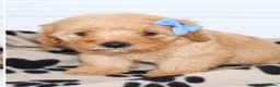Poochon dogs for sale: Gorgeous Cavapoochon Puppies - Advert 7