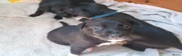Mixed Breed dogs for sale: Beautiful patterdale X collie puppies  in Fordingbridge - Advert 12