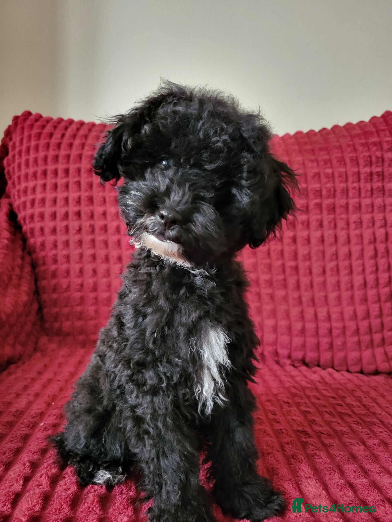 Poochon dogs Poochon READY TO GO Last 3 boys - Advert 1