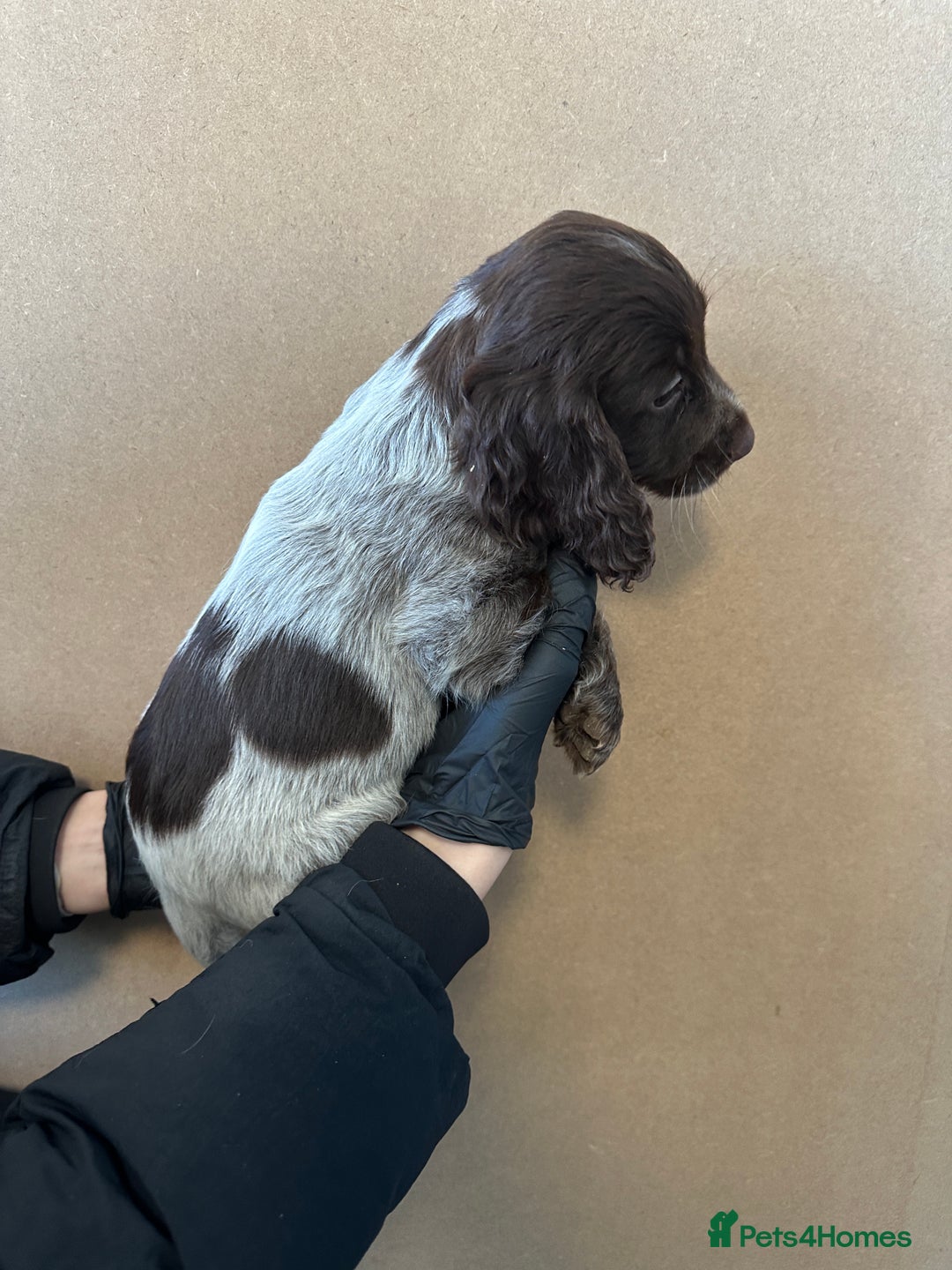 Cocker Spaniel dogs for sale: Cocker spaniel pups - Advert 5