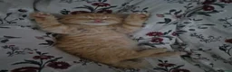 Mixed Breed cats for sale: 2 bouncy baby boys - Advert 4