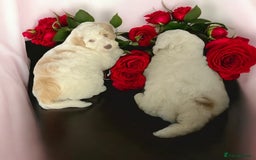 Australian Labradoodle dogs for sale: Ready to go 2 males left health tested parents!! - Image 1