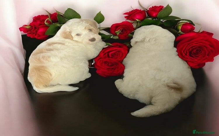 Australian Labradoodle dogs - Advert 4