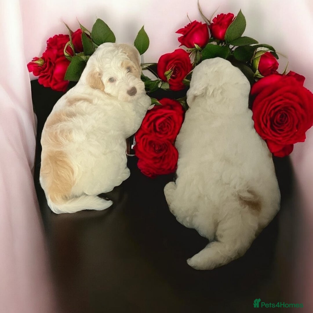 Australian Labradoodle dogs for sale: Ready to go 2 males left health tested parents!! - Image 1