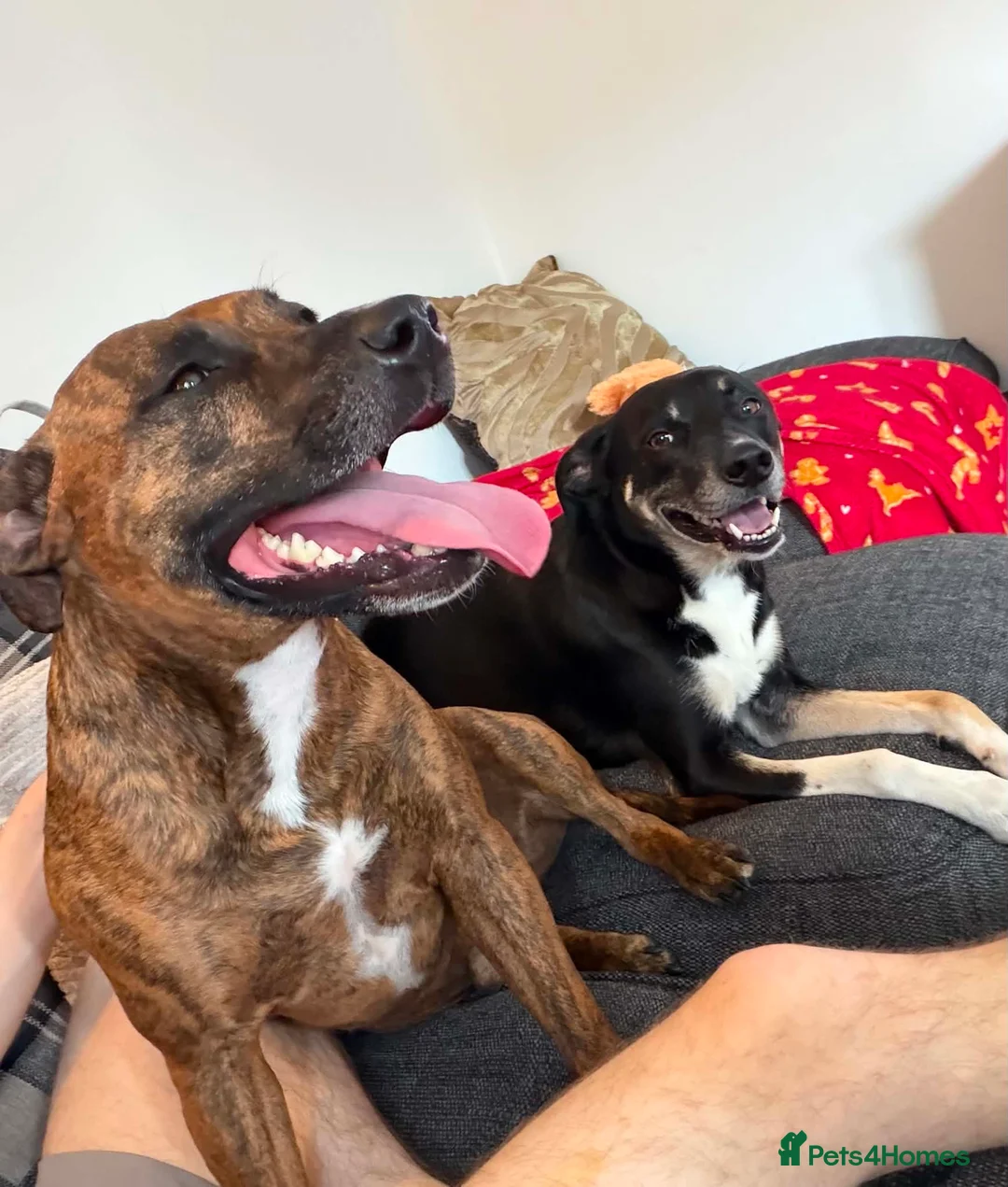 Mixed Breed dogs for sale: Max&Milo - Advert 1