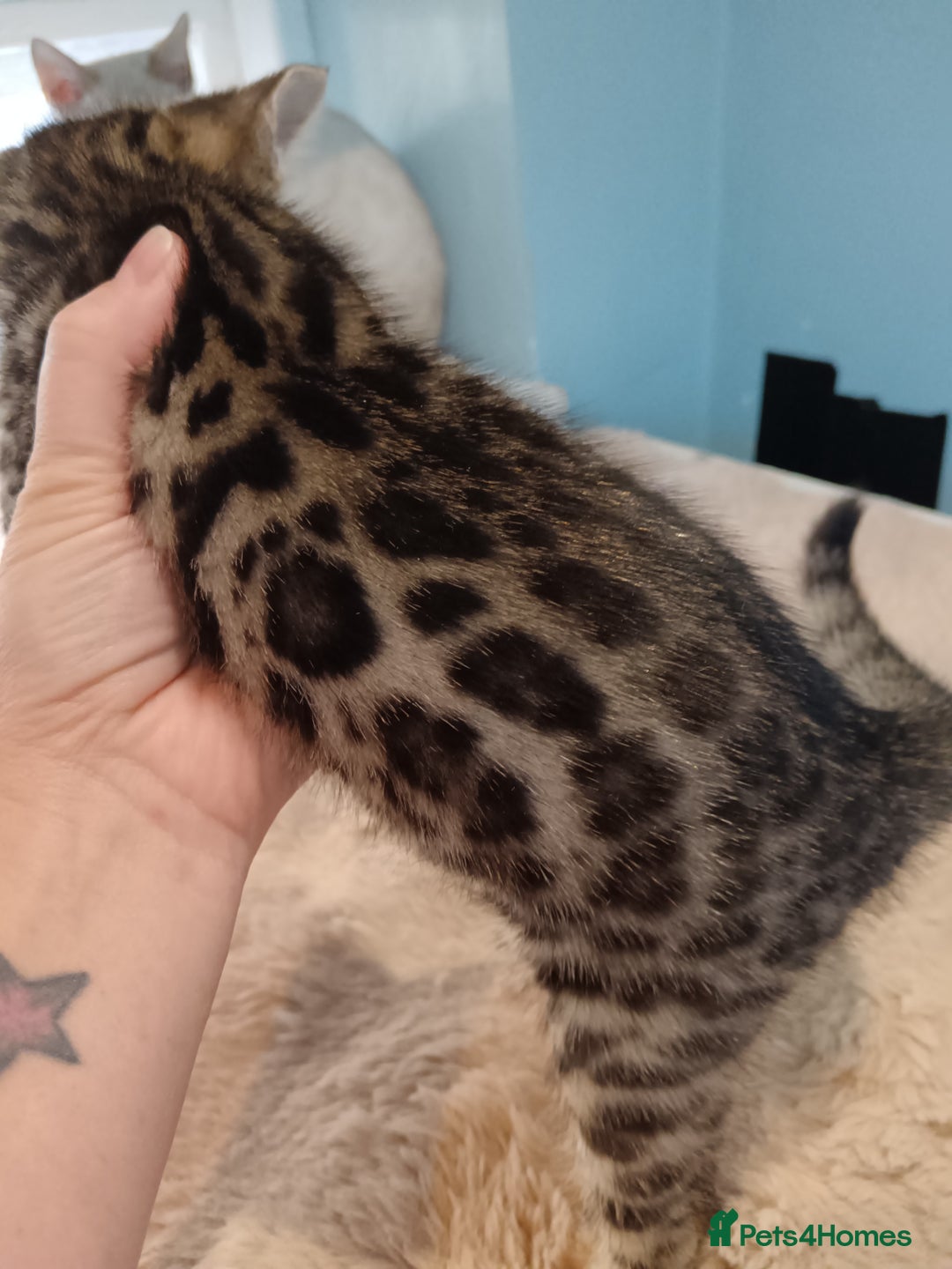 Bengal cats for sale: Tica RG F5 pure bengals - Image 4