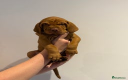 Hungarian Vizsla dogs for sale: KC regarding Hungarian Vizsla puppies - Image 22
