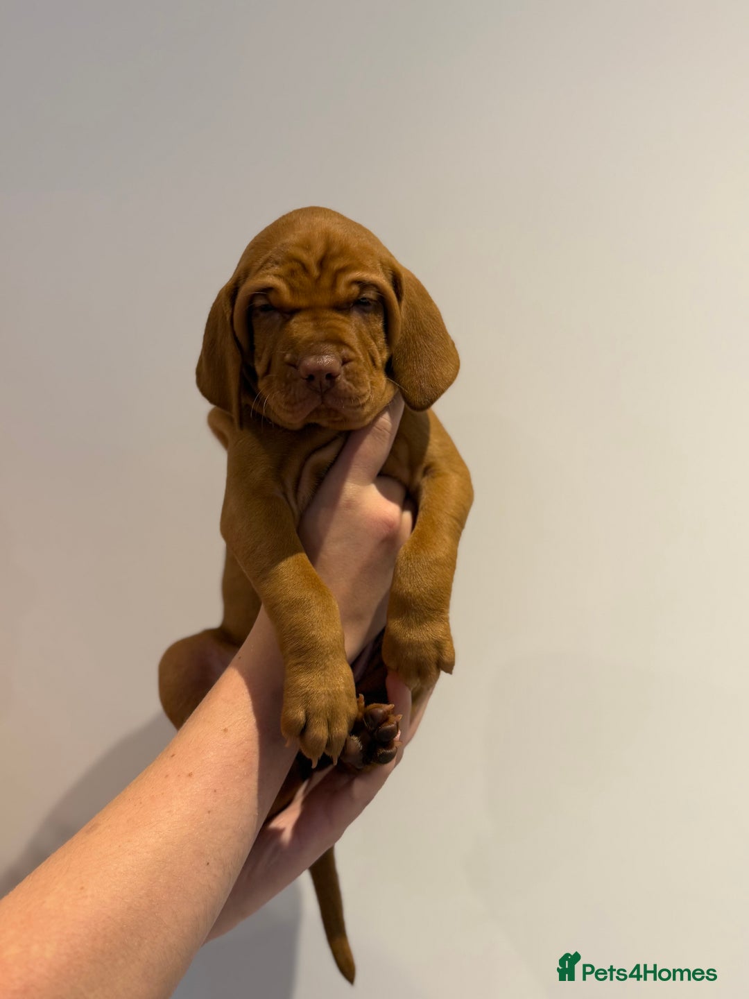 Hungarian Vizsla dogs for sale: KC regarding Hungarian Vizsla puppies - Image 22