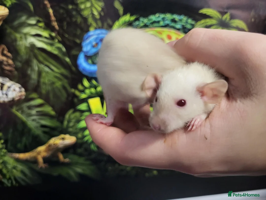 Rat rodents for sale: Dwarf Dumbo rats in Okehampton - Advert 3