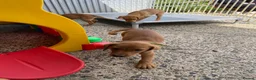 Labrador Retriever dogs for sale: Labrador puppies KC Fully health tested parents  - Advert 15