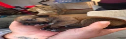 Mixed Breed dogs for sale: Rottweiler x lurcher  - Advert 12