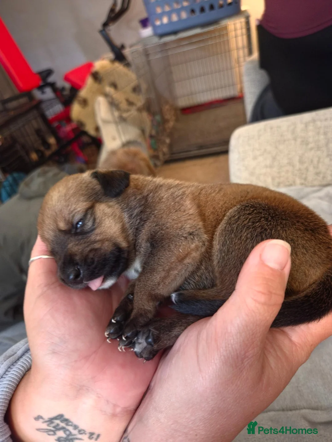 Mixed Breed dogs for sale: Rottweiler x lurcher  - Advert 12