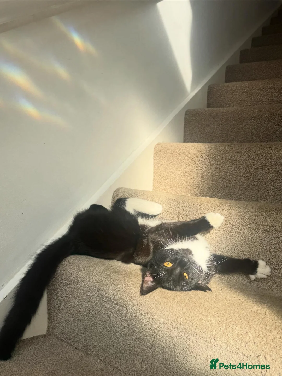 Domestic Shorthair cats for sale: Lovely friendly tuxedo female cat  - Advert 2