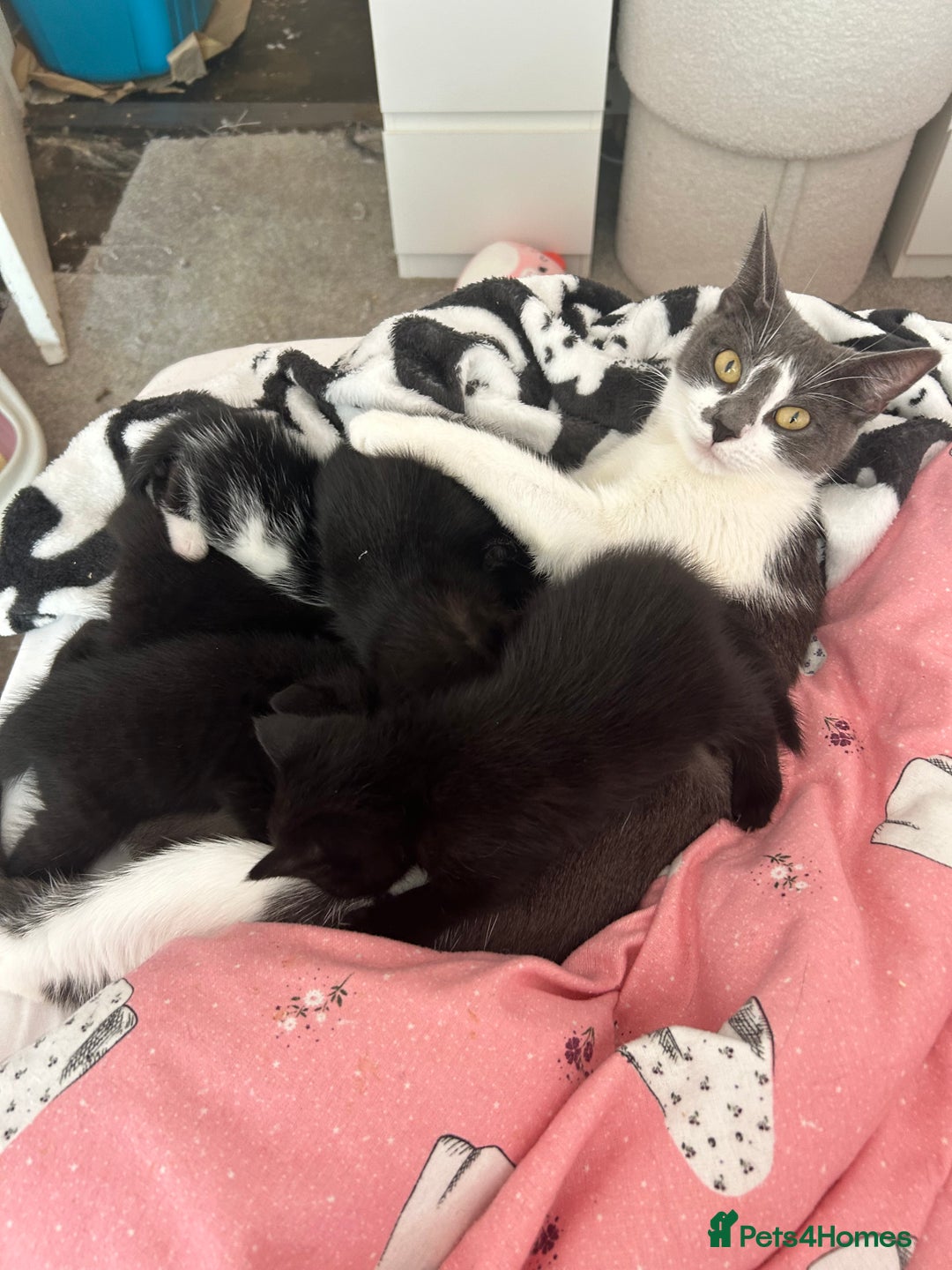 British Shorthair cats for sale: Black kittens  - Image 4