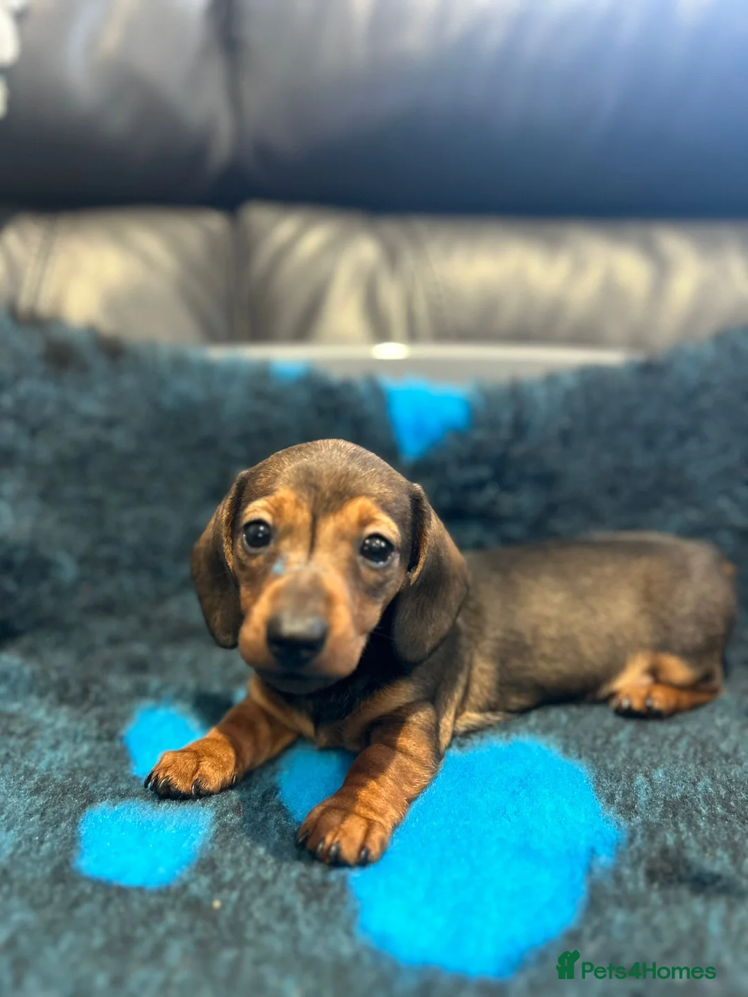 Dachshund dogs for sale: KC Registered Miniature Smooth Haired Dachshund  - Advert 2