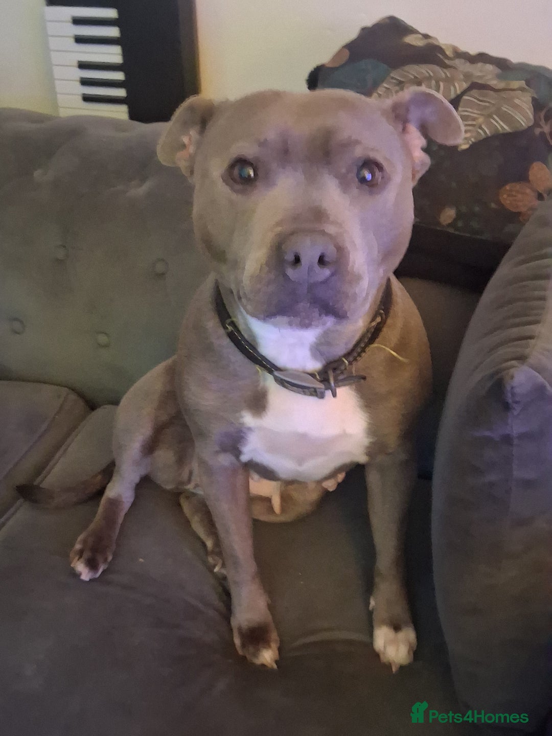 Staffordshire Bull Terrier dogs for sale: Adorable staffy puppies  - Advert 1