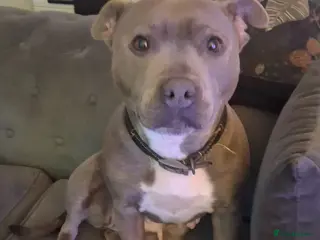 Staffordshire Bull Terrier dogs Adorable staffy puppies - Advert 3