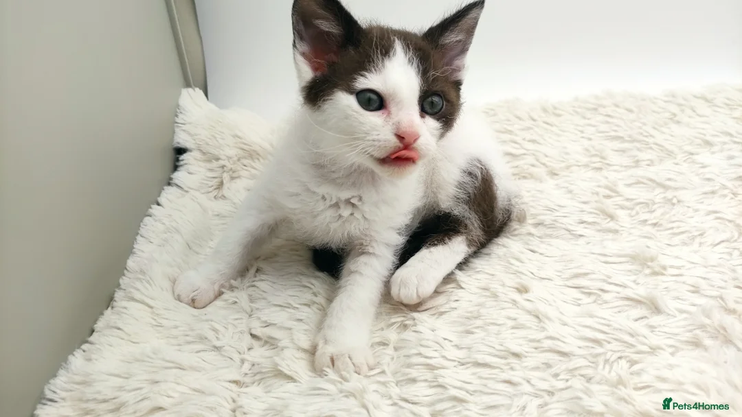 LaPerm cats for sale: Curly LaPerm kittens GCCF reg  - Advert 11