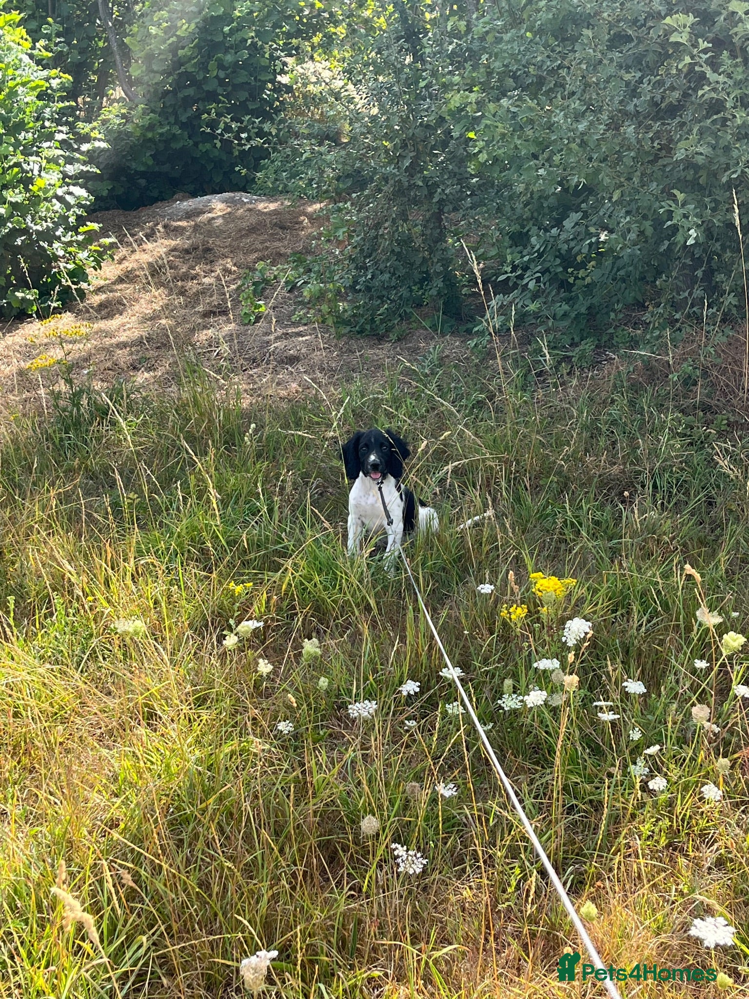 English Springer Spaniel dogs Female ESs  - Advert 4