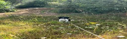 English Springer Spaniel dogs for sale: Female ESs  in Hungerford - Advert 1