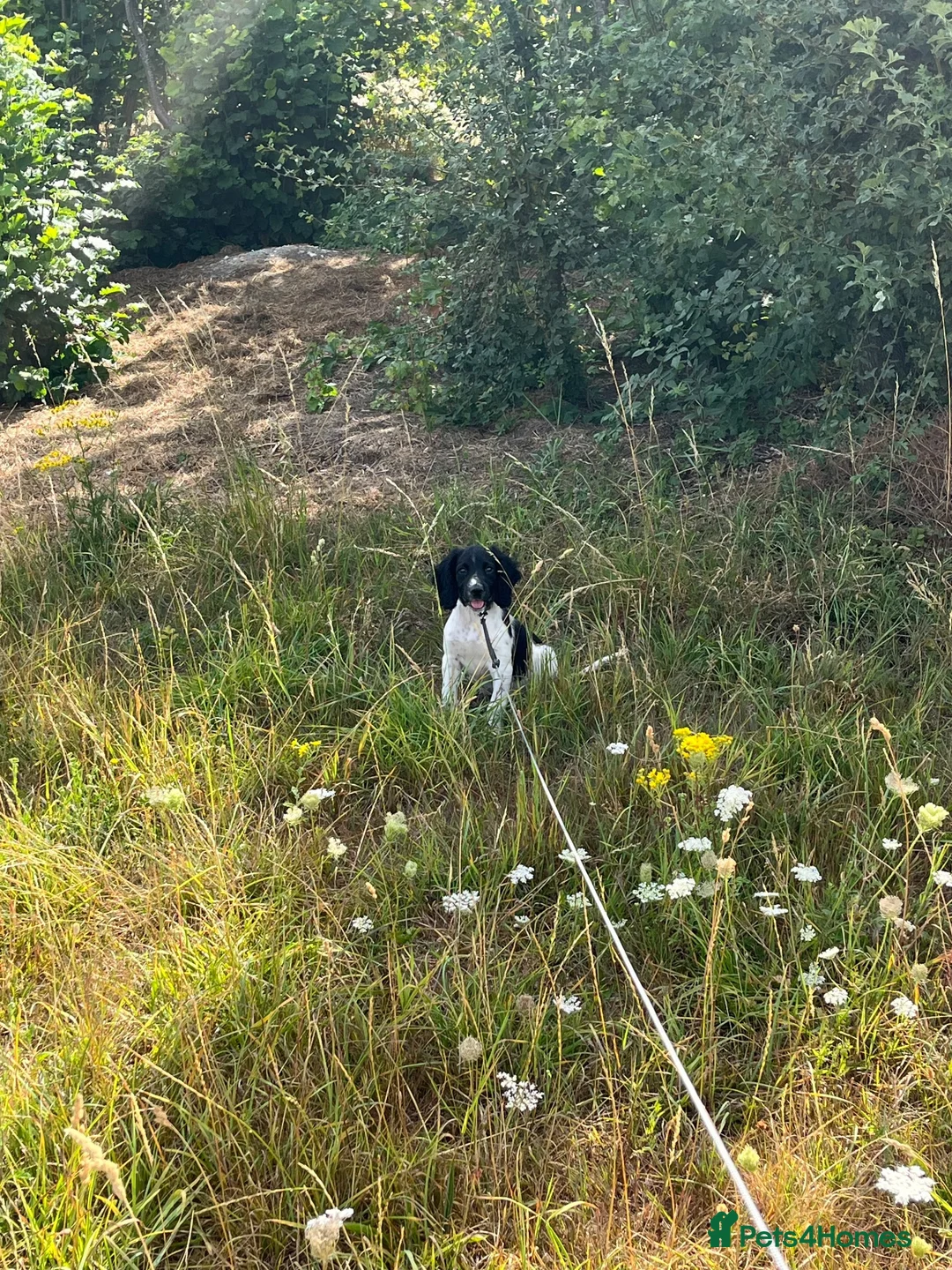 English Springer Spaniel dogs for sale: Female ESs  in Hungerford - Advert 1