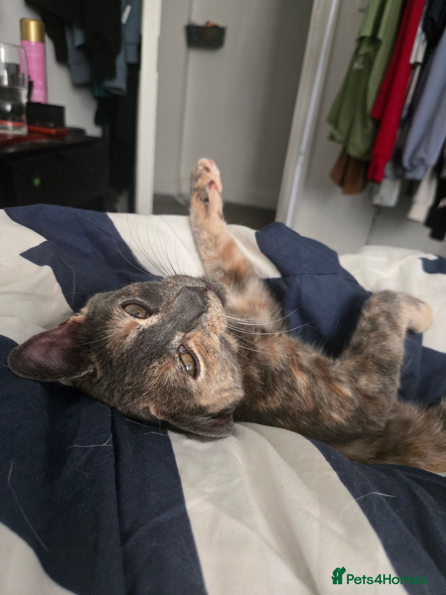 Mixed Breed cats 5 month old kitten for rehome - Advert 1