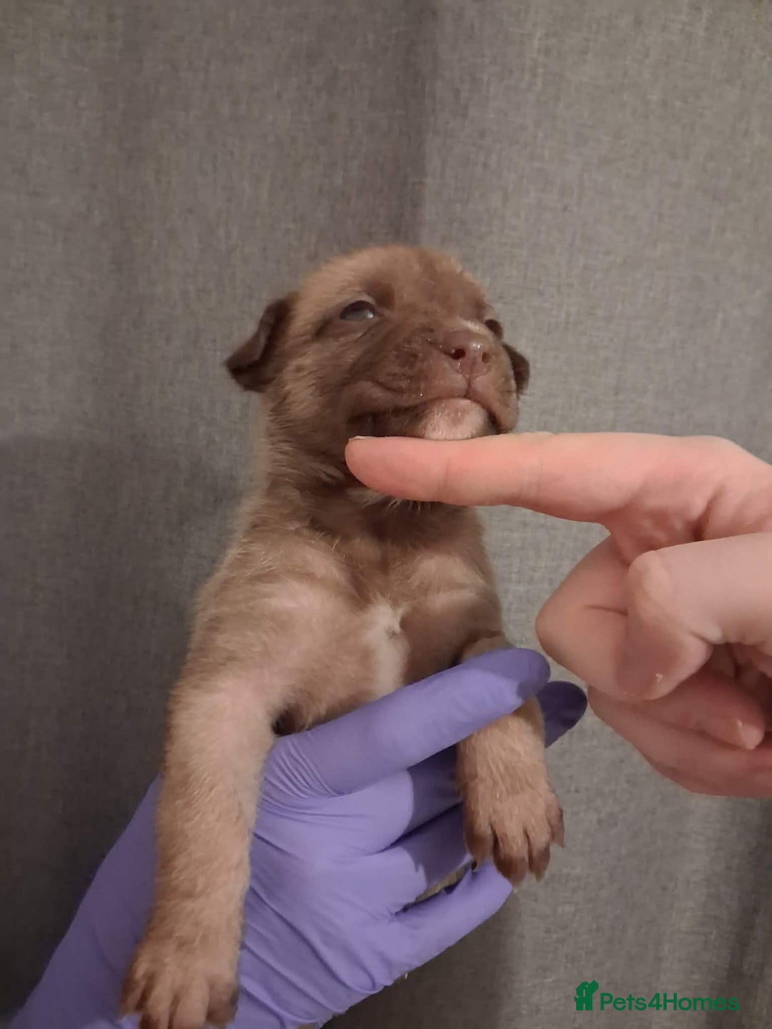 Mixed Breed dogs for sale: Agouti Husky Cross puppies  - Advert 15