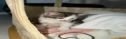 Domestic Shorthair cats for sale: 5 beautiful kittens ready for homes, from 21st Nov in Bridgwater - Advert 6