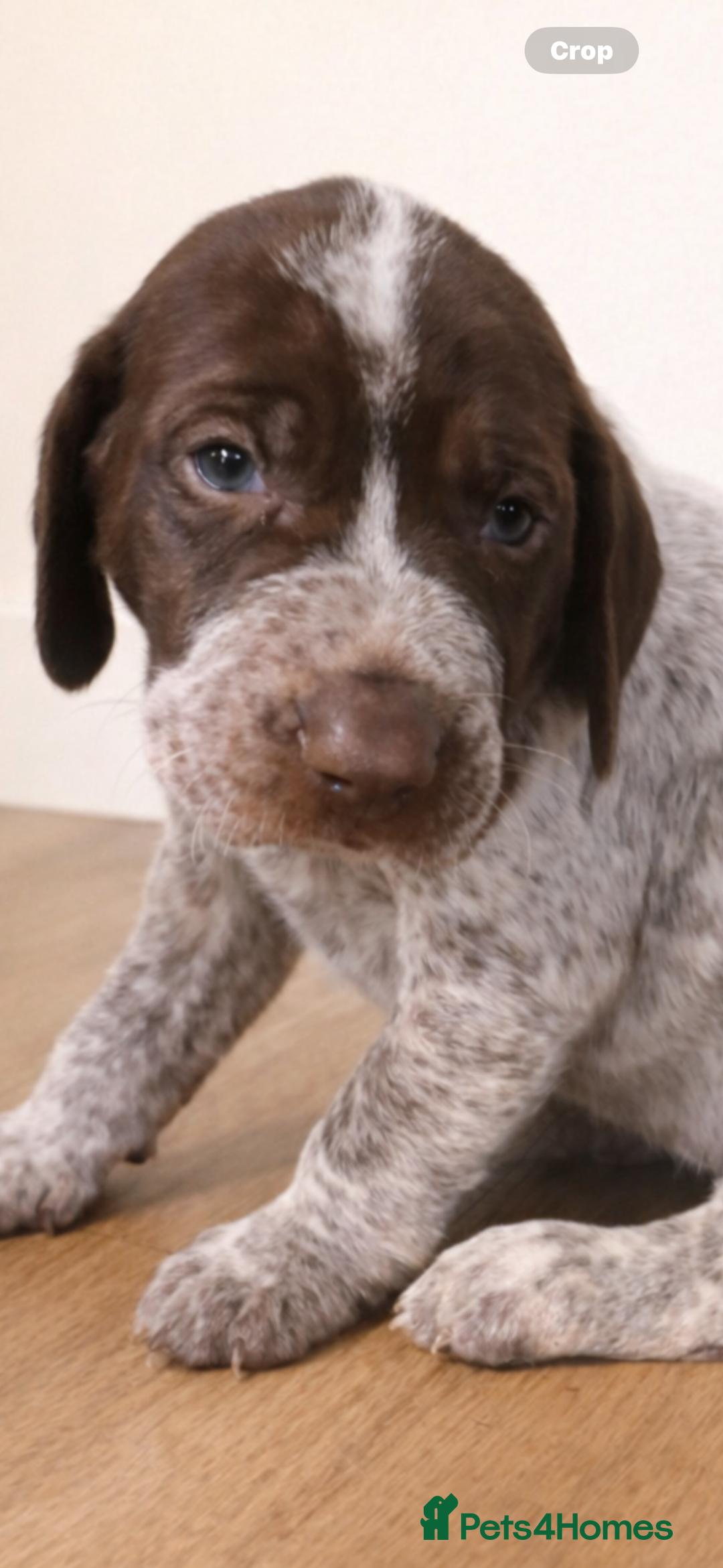 German Shorthaired Pointer dogs for sale: German shorthaired pointer - Advert 3