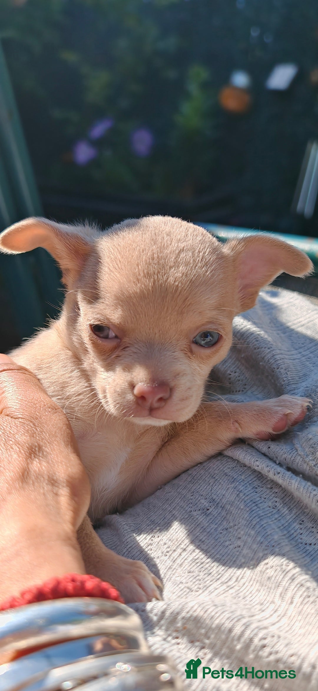 Chihuahua dogs for sale: Pure Chihuahuas - Image 1