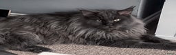 Maine Coon cats for stud: Maine Coon blue boy for stud GCCF and WCF reg in Ipswich - Advert 9