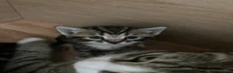 Mixed Breed cats for sale: 4 beautiful kittens - Advert 2