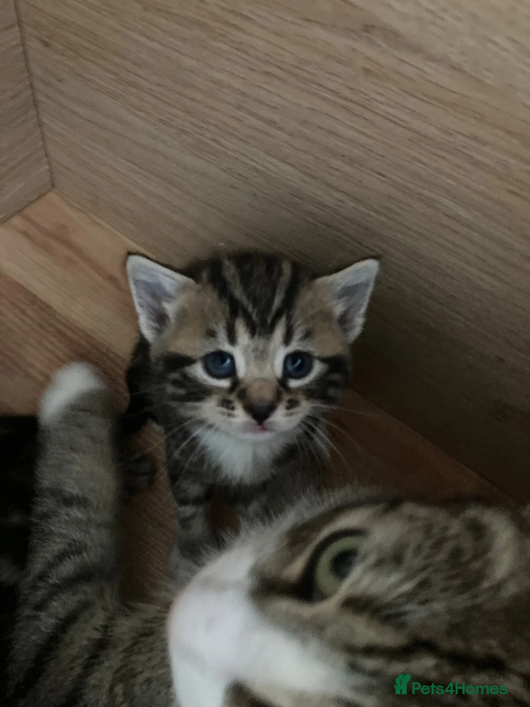Mixed Breed cats for sale: 4 beautiful kittens - Advert 2